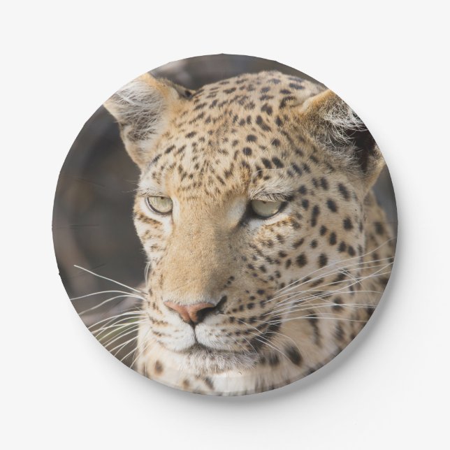 Leopard-Portrait Pappteller (Vorderseite)