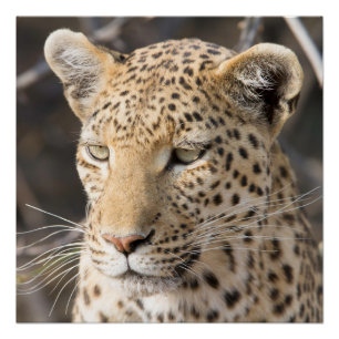 Leopard-Portrait Poster