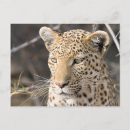 Leopard-Portrait Postkarte
