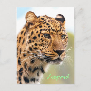 Leopard-Portrait Postkarte