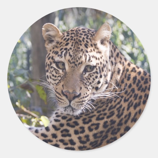 Leopard Portrait Runder Aufkleber (Vorderseite)