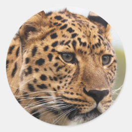 Leopard Portrait Runder Aufkleber