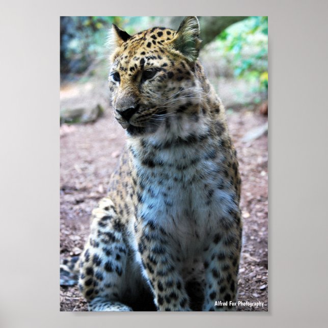 Leopard-Pose Poster (Vorne)