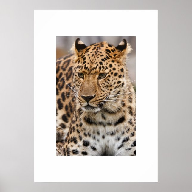 Leopard Poster (Vorne)
