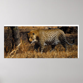 Leopard Poster