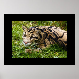 Leopard Poster