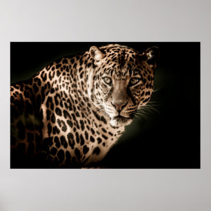 Leopard Poster