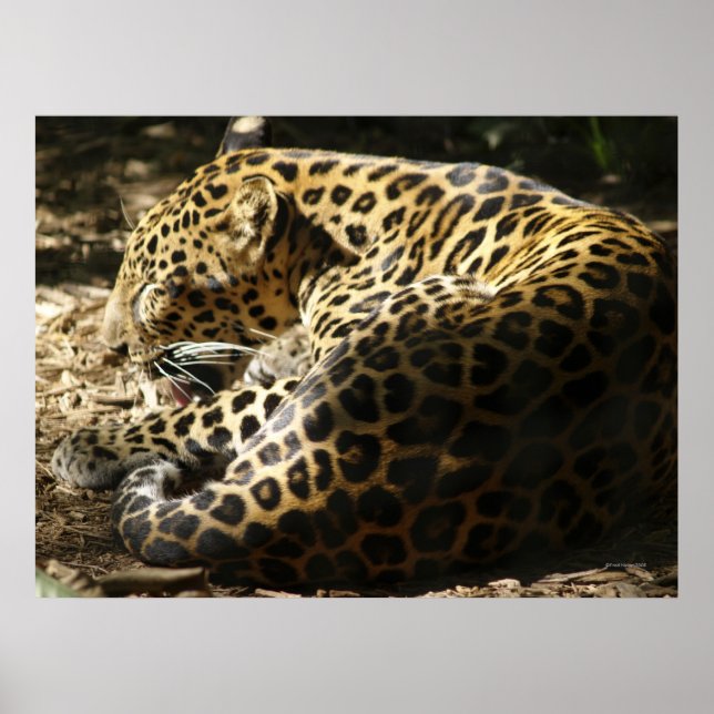 Leopard Poster (Vorne)