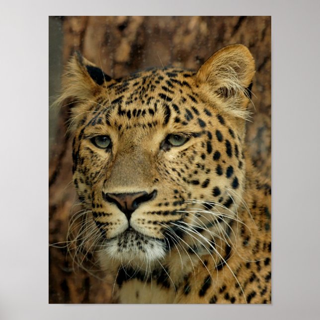 Leopard Poster (Vorne)