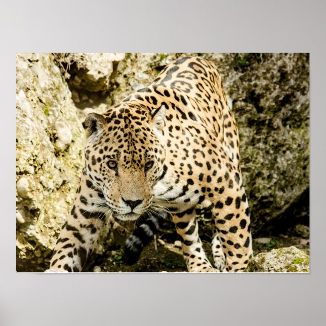 Leopard Poster (Vorne)