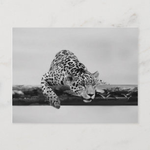 Leopard Postkarte