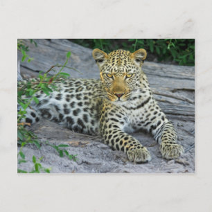 Leopard Postkarte