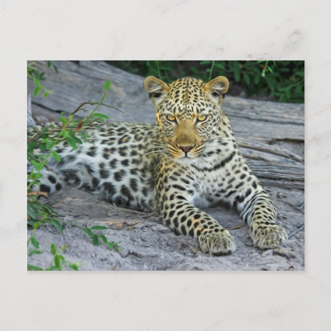 Leopard Postkarte (Vorderseite)