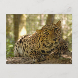Leopard Postkarte