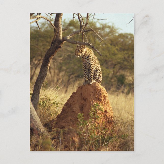 Leopard Postkarte (Vorderseite)