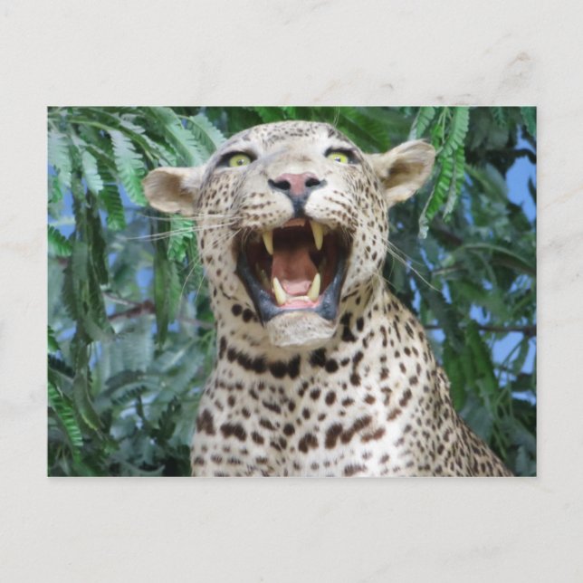 Leopard Postkarte (Vorderseite)