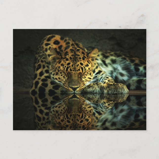 Leopard Postkarte (Vorderseite)
