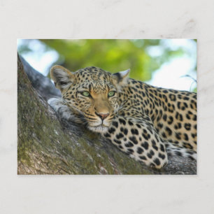 Leopard Postkarte