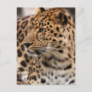 Leopard-Postkarte Postkarte