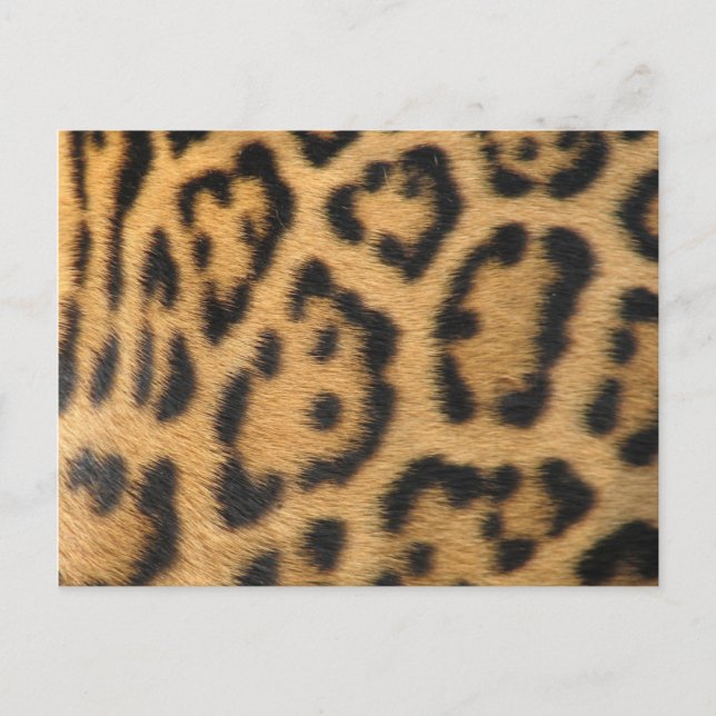 Leopard Print Postkarte (Vorderseite)