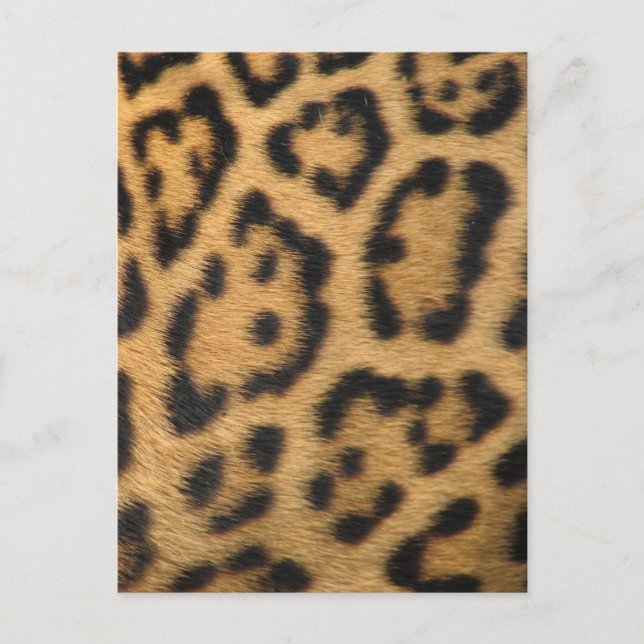 Leopard Print Postkarte (Vorderseite)