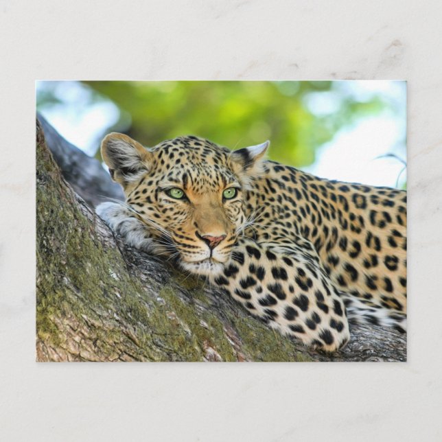 Leopard ruht in einem Baum Postkarte (Vorderseite)