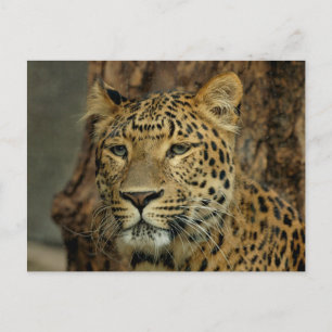 Leopard Safari Postcard Postkarte