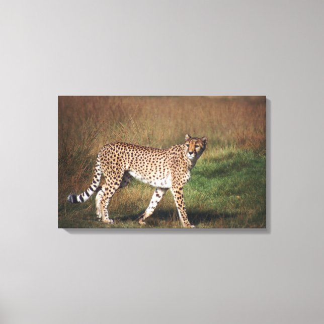 Leopard schlicht leinwanddruck (Vorderseite)