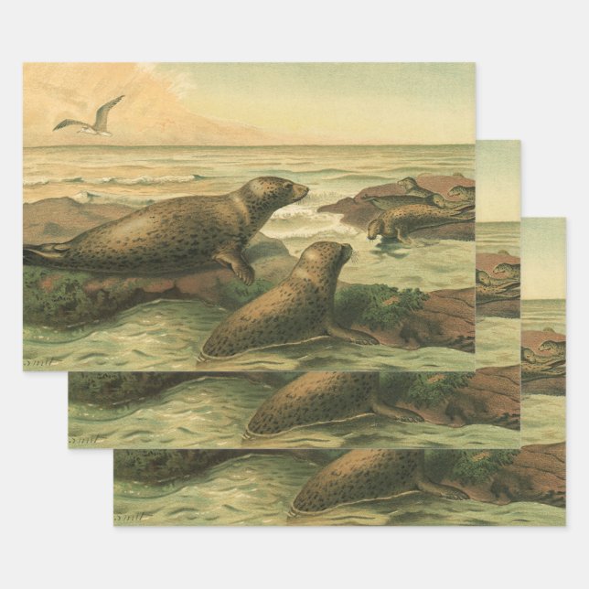 Leopard-Siegel, Vintage Wassertiere — Leben in der Geschenkpapier Set (Set)