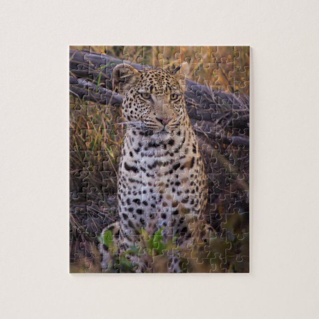 Leopard sitzend, Botswana, Afrika (Vertikal)
