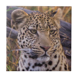 Leopard sitzend, Botswana, Afrika Fliese