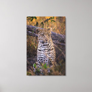 Leopard sitzend, Botswana, Afrika Leinwanddruck