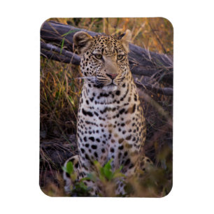 Leopard sitzend, Botswana, Afrika Magnet