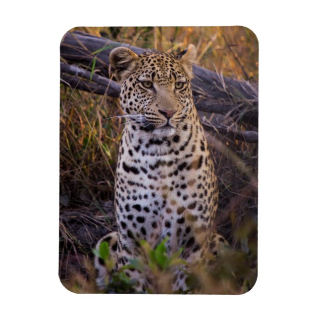 Leopard sitzend, Botswana, Afrika Magnet (Vertikal)