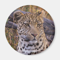 Leopard sitzend, Botswana, Afrika