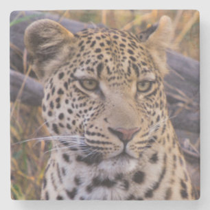 Leopard sitzend, Botswana, Afrika Steinuntersetzer