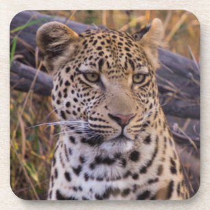 Leopard sitzend, Botswana, Afrika Untersetzer