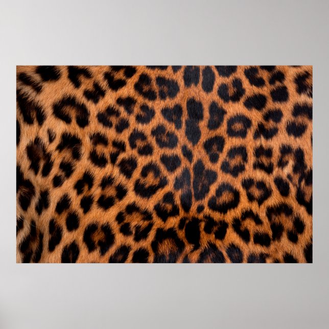 Leopard skin texture : Close-up leopard spot patte Poster (Vorne)