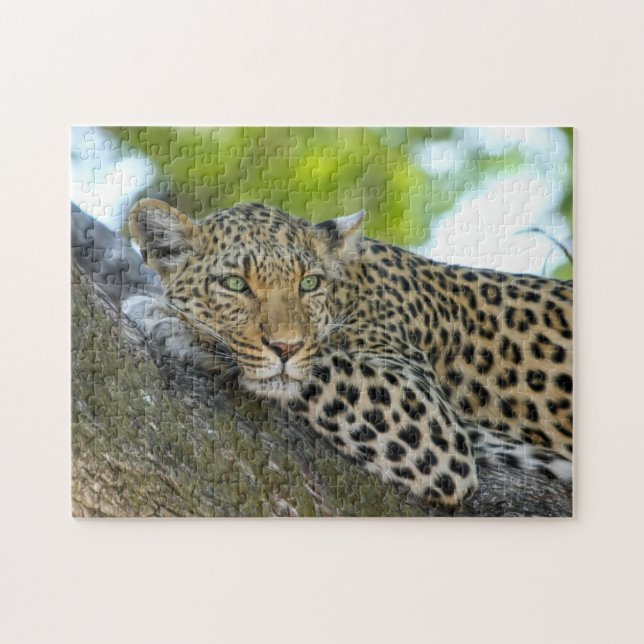 Leopard Spots (Horizontal)