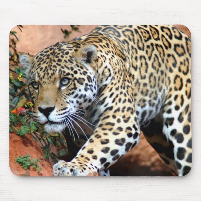 Leopard Stalking Macro Mousepad (Vorne)