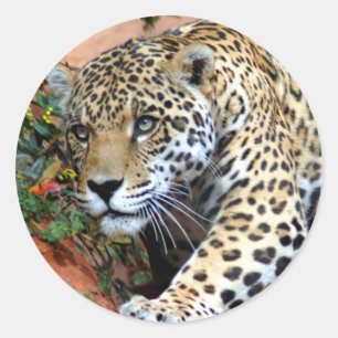 Leopard Stalking Macro Runder Aufkleber