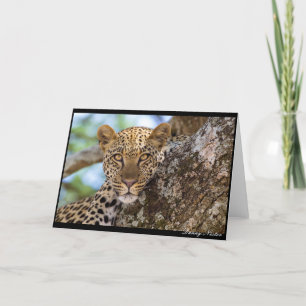 Leopard Stare Karte