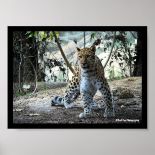 Leopard-Stellungsporträt Poster