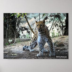 Leopard-Stellungsporträt Poster