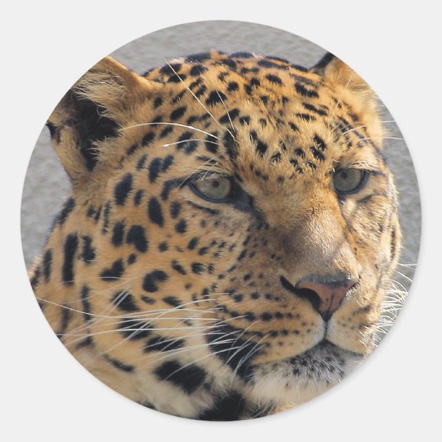 Leopard-Sticker Runder Aufkleber (Vorderseite)