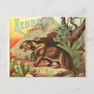 Leopard Tabak 1900 Postkarte