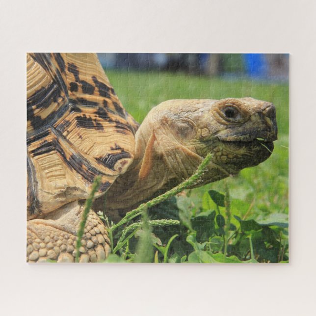 Leopard Tortoise im Gras (Horizontal)