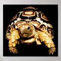 Leopard Tortoise
