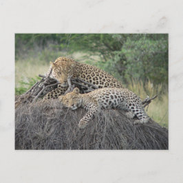 Leopard und Rübe auf getrocknetem Gras Postkarte