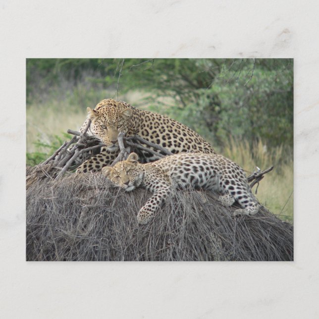 Leopard und Rübe auf getrocknetem Gras Postkarte (Vorderseite)